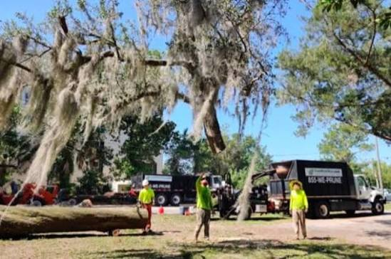 What Sets Tree Work Now Apart in Orlando’s Arborist Services?